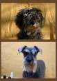 /album/fenykepgaleria/schnauzer1-jpg/