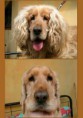 /album/fenykepgaleria/spaniel-jpg/