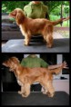 /album/fenykepgaleria/goldi-spaniel-jpg/
